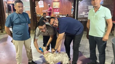 Havran Avcılar Kulübünde köpeklere kuduz aşısı yapıldı