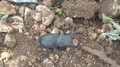 Nesli tükenen geyik böceği Denizli Güneyde görüldü