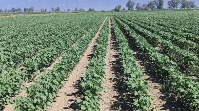 Didim pamuk tarlalarında zararlı böcekler kontrol edildi