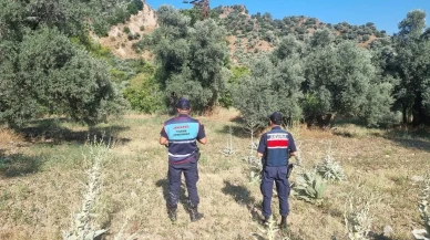 Aydında ormanlık alanda mangal yakanlara ceza kesildi