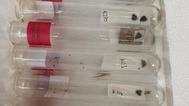 Çanakkale kokarcalarına karşı samuray arıları göreve başladı