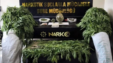 Denizlide bahçede yetiştirilen 290 kök kenevir yakalandı