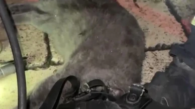 Kastomonuda itfaiye ekipleri dumandan bayılan kediyi kurtardı