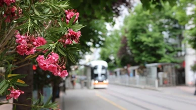 Porsuk Çayı palmiyelerle Akdeniz havasına büründü