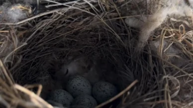 Artvinde ekskavatör operatörü kuş yuvası için durdu