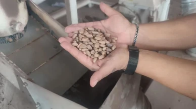 Aydın Çam Fıstığı Avrupa Birliği tescilini kazandı