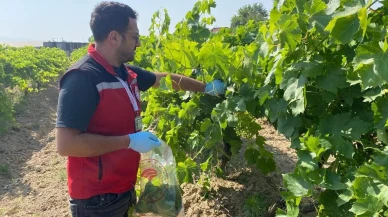 Sarıgöl üzüm bağlarında pestisit denetimleri başladı