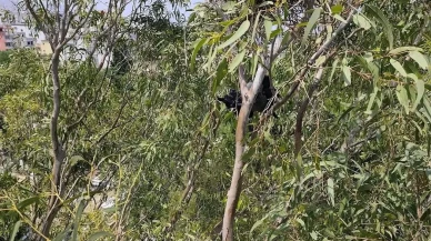Arsuzda mahsur kalan kargayı itfaiye ekibi kurtardı