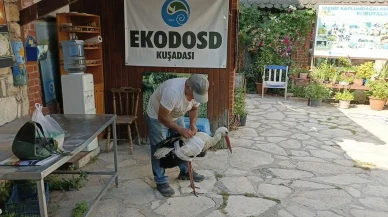 Yaralı leylek Söke Kisir Mahallesinde kurtarıldı