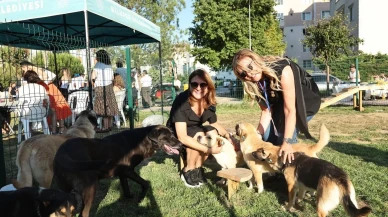 Nilüfer Belediyesi sokak hayvanlarını yeni yuvalarına kavuşturdu