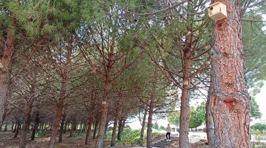 Gediz MYO kampüsünde kuşlar için yuva yapıldı