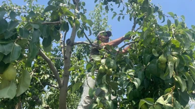 Bursada Santa Maria armut fiyatları ikiye katlandı