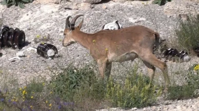 Koruma altındaki yaban keçisi Kemaliye şantiyesinde görüntülendi