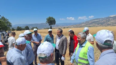 Vezirköprü’de Tarım ve Orman Bakanlığı destekli kanola hasadı başladı