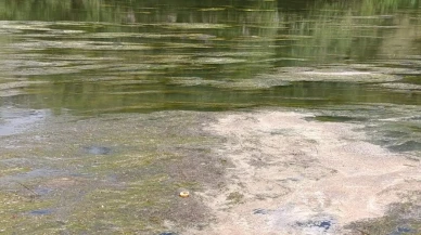 Kars Çayı yeşil örtüyle tamamen kaplandı