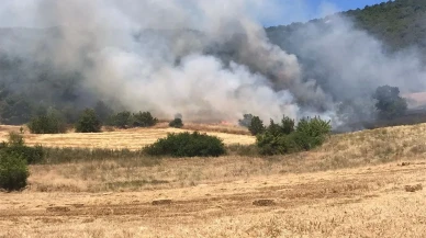 Yenişehirde buğday tarlası yangını ormana yayıldı
