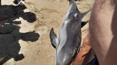 Yaralı yunus Mersin sahilinde vatandaşlar tarafından kurtuldu