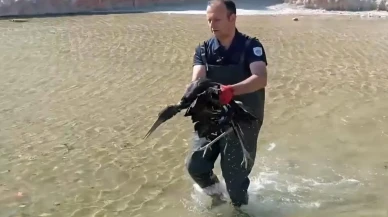 Malatya havuzuna düşen yaralı leylek hayata döndürüldü