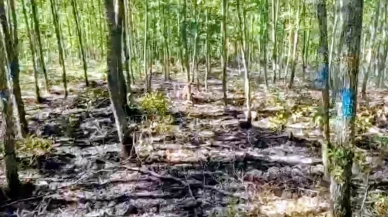 Bilecik'in Pazaryeri ilçesinde çıkan orman yangını ekiplerin müdahalesiyle söndürüldü