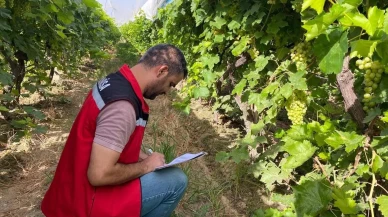 Sarıgöl’de 2025 Yılı Üzüm Rekolte Tahmin Çalışmaları Yapıldı
