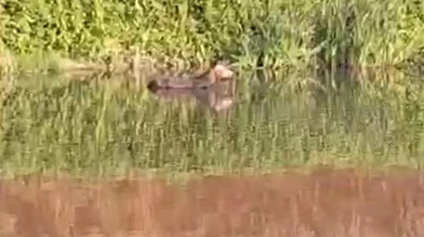 Düzce'de Küçük Melen Çayı'na düşen eşek itfaiye ekiplerince kurtarıldı