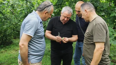 Trabzon'da 2025 fındık rekoltesi için çotanak sayım çalışmaları başladı