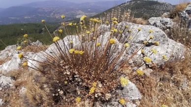 Aydın Ölmez Çiçeği Kuşadası Dağlarında Yok Oluyor