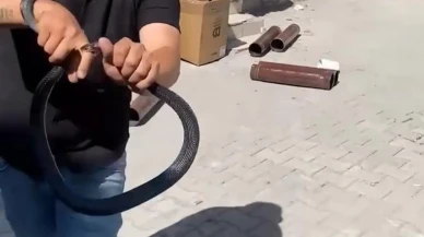 Yılancı Kemal Başer eve giren yılanı yakaladı