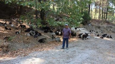 Çobanlar Ve KoyunKeçi Sürüleri Orman Yangınlarını Önlüyor