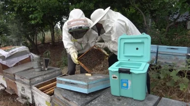 Arı sütü ile kısırlık tedavisinde büyük keşif