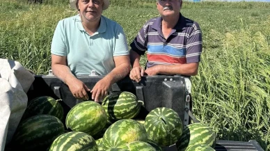 Kabağa aşılı karpuzlar Edremit çiftçisini üzdü
