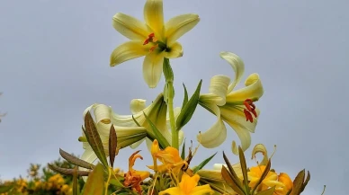 Ordunun nadir Akkuş Zambağı koruma altına alındı