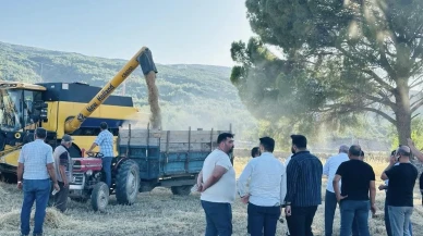 Menteşe buğday hasadında 7 bin ton bekleniyor