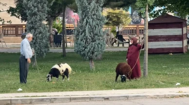 Elazığda yaşlı çift tasmalı koyunlarını gezdirmeye çıktı