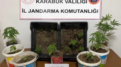 Karabük'te Jandarma Operasyonuyla 14 Kök Kenevir Ele Geçirildi