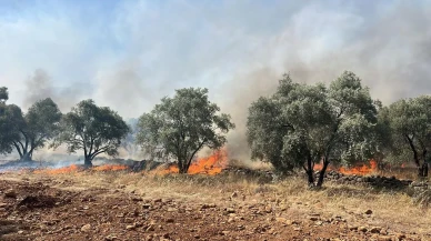 Köyceğiz Yeşilköyde zeytinlik alanda yangın yayılıyor
