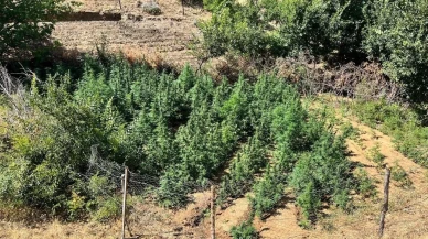 Bingöl’de Jandarma Ekipleri Bin 651 Kök Kenevir Ele Geçirdi