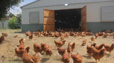 Tavuk eti üretimi mayısta yüzde 1,8 arttı