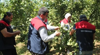 Düzcede fındık rekoltesi için saha çalışmaları başladı