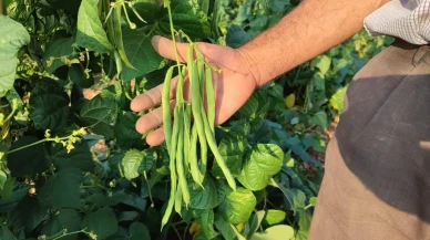 Çameli’de Organik Sırık Fasulyesi Hasadı Başladı