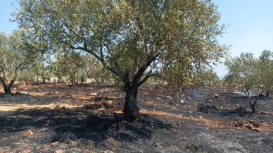 Karacasu'da tarım arazisinde çıkan yangın ekiplerce söndürüldü Başkan Büyükyapıcı uyardı