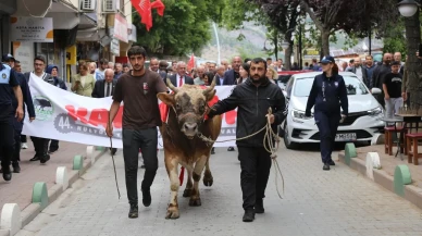 Artvin Kafkasör Festivali boğa güreşleriyle renkleniyor