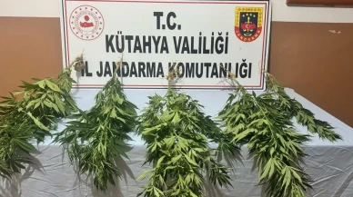 Kütahya'da jandarma kenevir operasyonunda 2 şüpheli gözaltına alındı