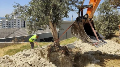 Kuşadası Belediyesi zeytin ağaçlarını yeni alanlara taşıyor