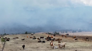 Karabük'te orman yangını köye yaklaştı, 150 hayvan kurtarıldı