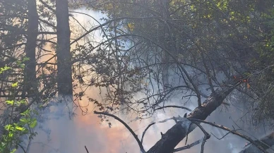 Kastamonu’nun Azdavay ilçesinde orman yangınında 2 dekar alan zarar gördü