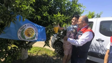 Aydın narenciye üreticilerine 12 bin tuzak dağıtıldı