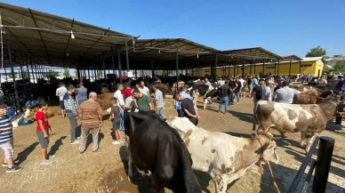 Aydında şap hastalığı tüm hayvan pazarlarını kapattırdı
