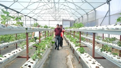 Biga Kaymakamı topraksız çilek üretim tesisini inceledi