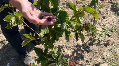 Dumlupınar'da böğürtlen fideleri ilk meyvelerini vermeye başladı